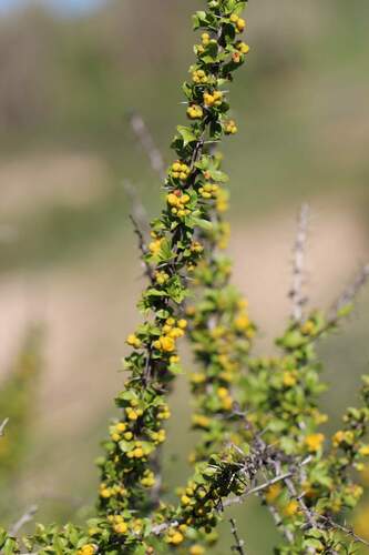 Berberis glomerata (Berberis glomerata)