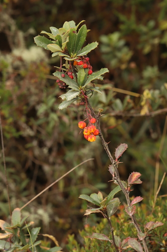 Berberis goudotii (Berberis goudotii)