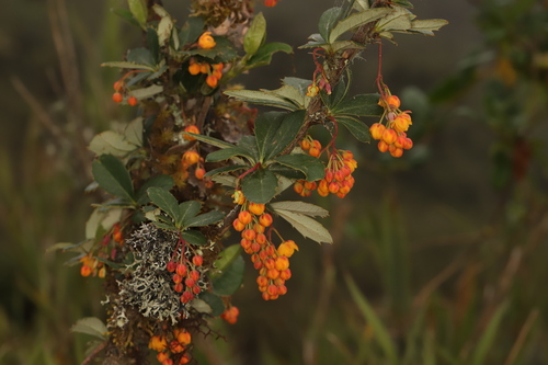 Berberis goudotii (Berberis goudotii)