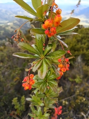 Berberis goudotii (Berberis goudotii)