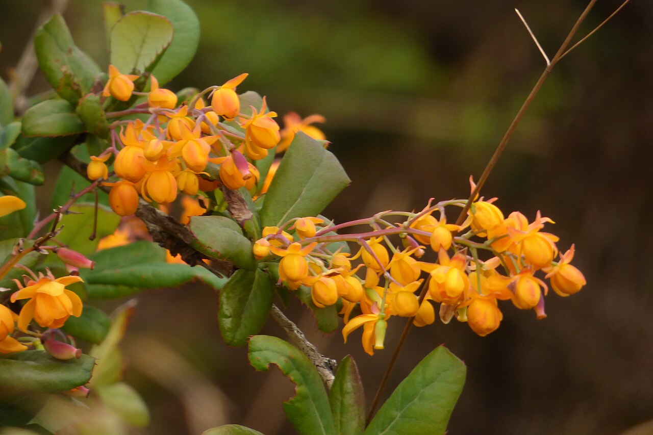 Berberis goudotii: Berberis goudotii