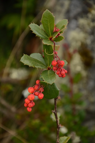 Berberis goudotii (Berberis goudotii)