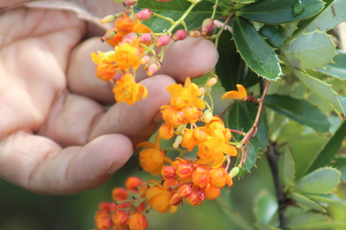 Berberis goudotii (Berberis goudotii)