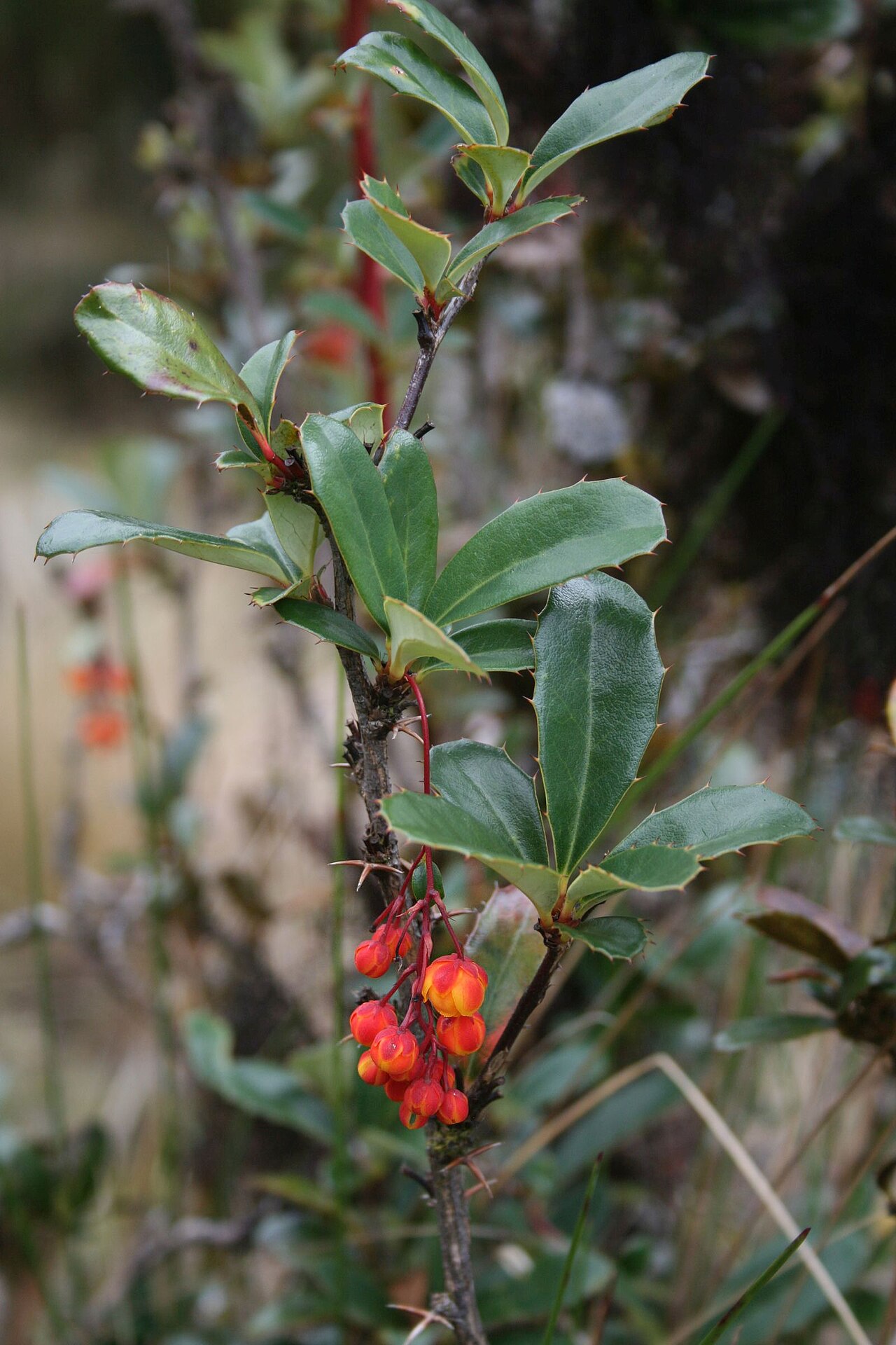 Berberis goudotii: Berberis goudotii , Berberitzengewächse (Berberidaceae) – Kolumbien/Colombia: Dpto. Cundinamarca, Parque Nacional Natural Chingaza, Sendero Lagunas de Siecha, c