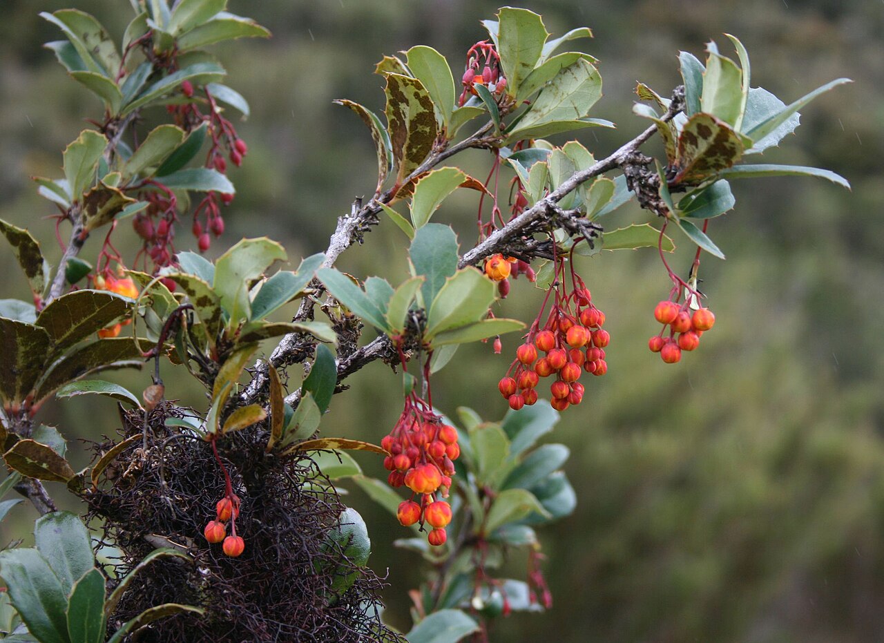 Berberis goudotii: Berberis goudotii , Berberitzengewächse (Berberidaceae) – Kolumbien/Colombia: Dpto. Cundinamarca, Parque Nacional Natural Chingaza, Sendero Lagunas de Siecha, c