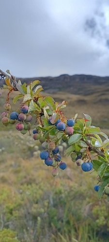 Berberis goudotii (Berberis goudotii)