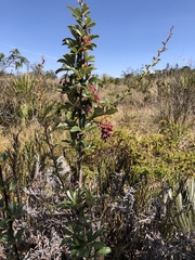 Berberis goudotii (Berberis goudotii)