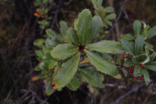 Berberis goudotii (Berberis goudotii)