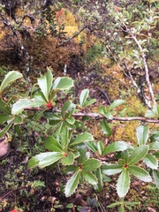 Berberis goudotii (Berberis goudotii)