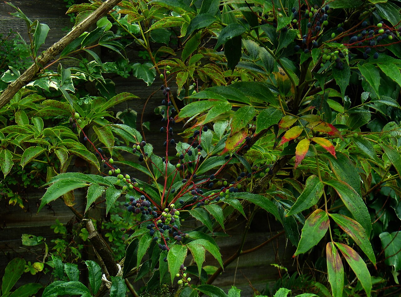 Berberis gracilipes: Fruiting rather nicely in autumn/early winter.