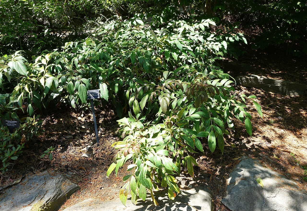 Berberis gracilipes: Botanical specimen in the VanDusen Botanical Garden - Vancouver, BC, Canada.