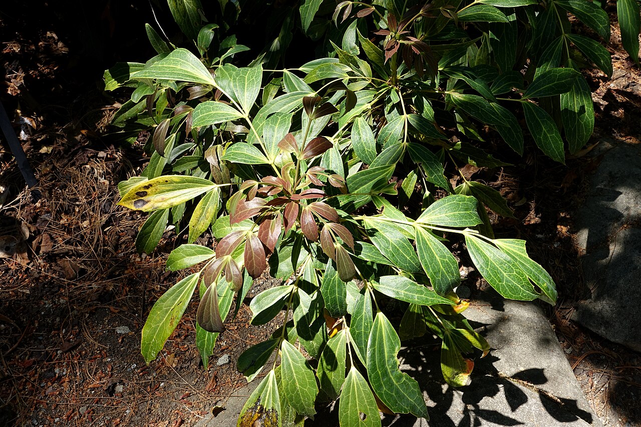 Berberis gracilipes: Botanical specimen in the VanDusen Botanical Garden - Vancouver, BC, Canada.