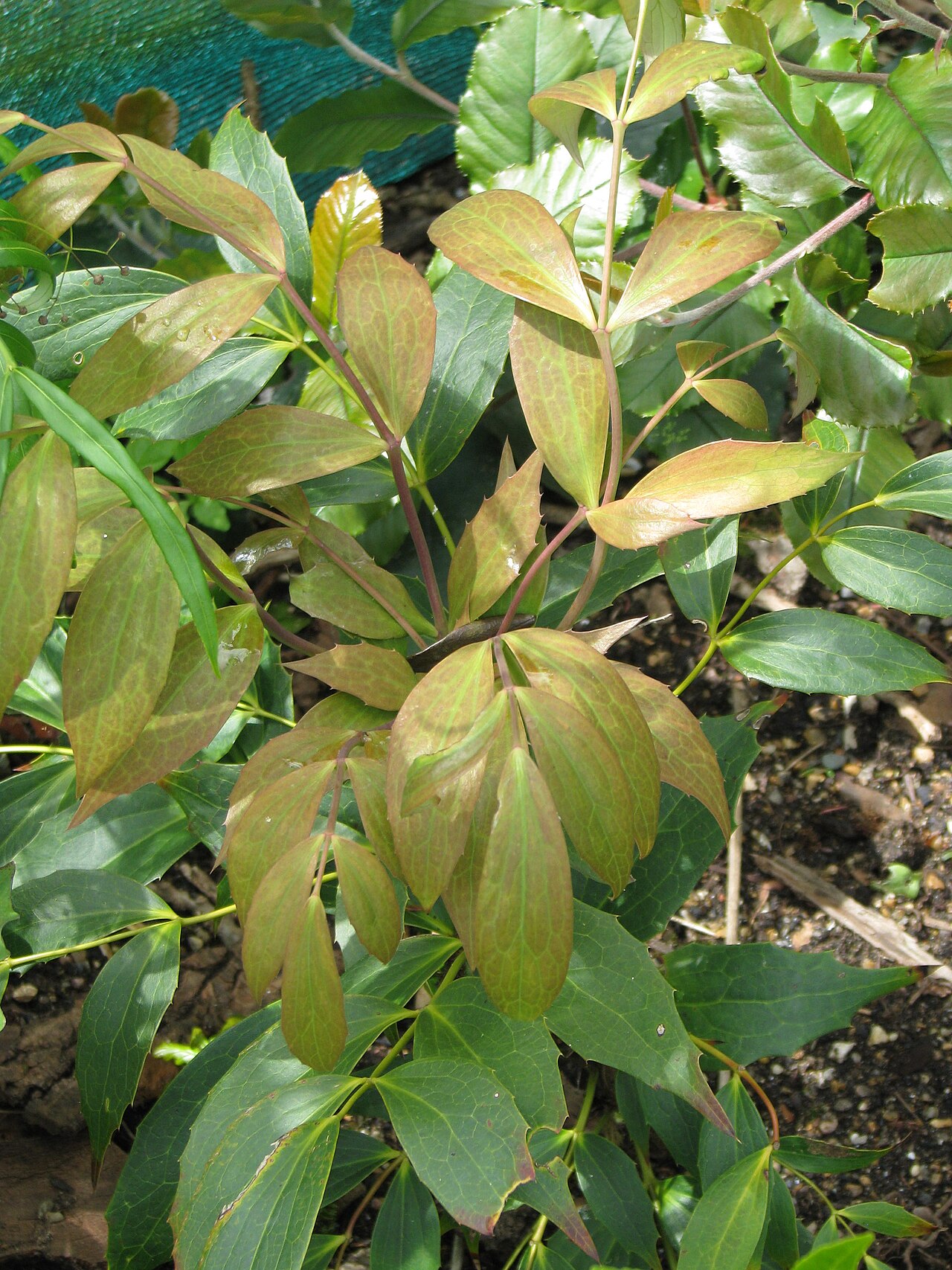 Berberis gracilipes: It's new foliage time - almost as good as flowering time, and in some ways better. I love all the colours and textures