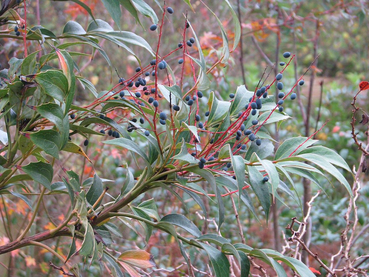 Berberis gracilipes: Mahonia gracilipes fruit