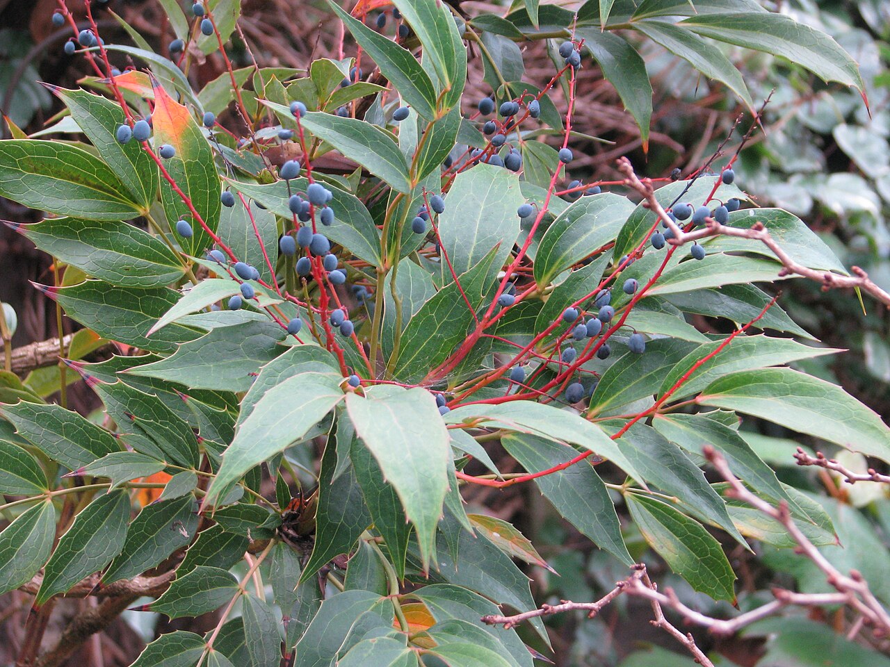 Berberis gracilipes: Really quite dramatic this year. A couple of years back I found self-sown seedlings underneath (I have some now on the nursery) So much for the supposed tendern