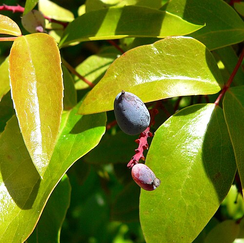 Berberis gracilis: Berberis gracilis at the University of California Botanical Garden , Berkeley, California