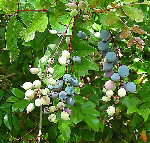 Berberis gracilis: Native to central Mexico, where it is known as Palo Amarillo (for its yellow flowers). San Francisco Botanical Gardens. In context at www.dixpix.ca/meso_america