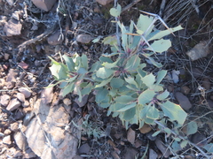 Berberis grevilleana (Berberis grevilleana)