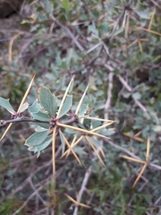 Berberis grevilleana (Berberis grevilleana)