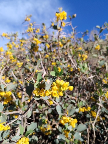 Berberis grevilleana (Berberis grevilleana)