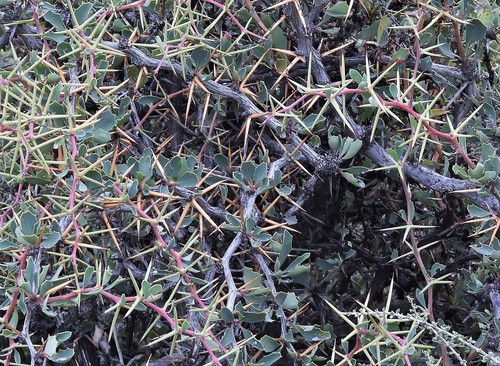 Berberis grevilleana (Berberis grevilleana)