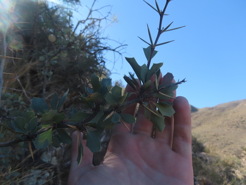 Berberis grevilleana (Berberis grevilleana)