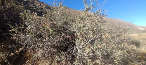Berberis grevilleana (Berberis grevilleana)