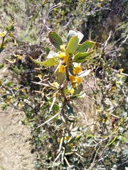 Berberis grevilleana (Berberis grevilleana)