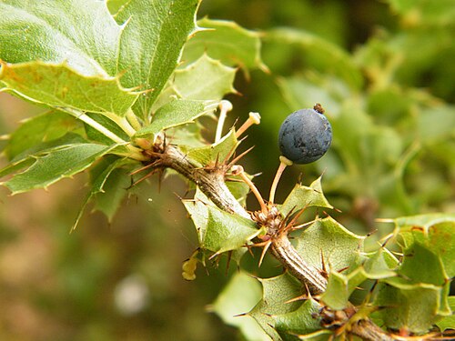 Berberis grevilleana: Quebrada Las Burras, 3 km al sur de Los Vilos.