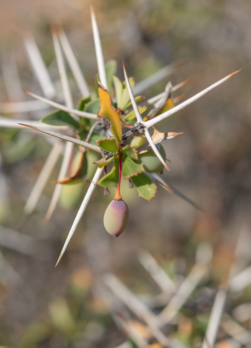 Berberis grevilleana (Berberis grevilleana)