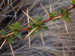 Berberis grevilleana (Berberis grevilleana)