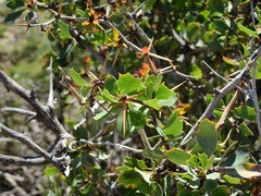 Berberis grevilleana (Berberis grevilleana)