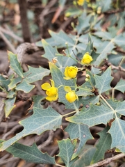 Red barberry (Berberis haematocarpa)