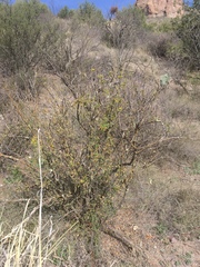Red barberry (Berberis haematocarpa)