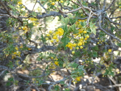 Red barberry (Berberis haematocarpa)