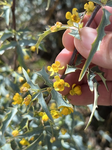 Red barberry (Berberis haematocarpa)