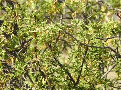 Red barberry (Berberis haematocarpa)
