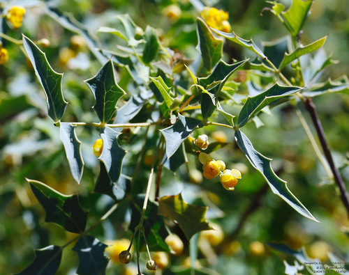 Red barberry (Berberis haematocarpa)