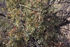 Red barberry (Berberis haematocarpa)