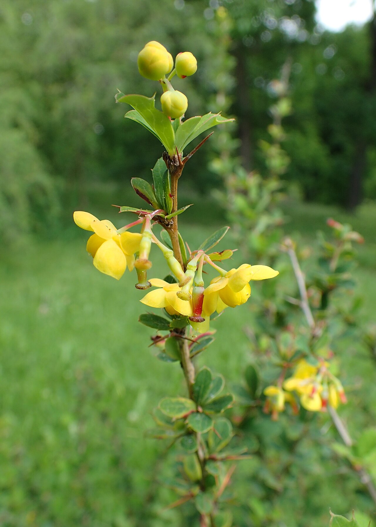 Berberis hamiltoniana: Berberis hamiltoniana in the Botanischer Garten, Berlin-Dahlem