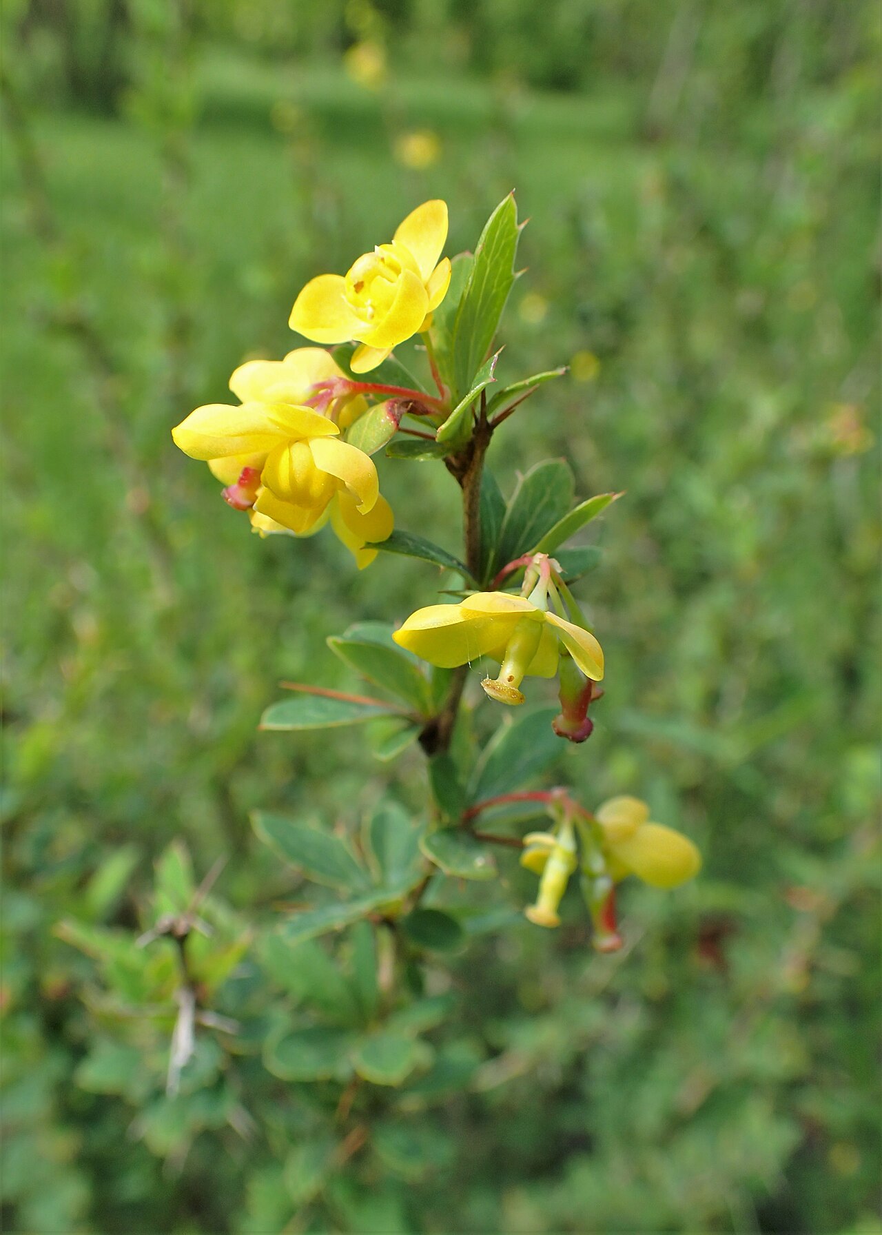 Berberis hamiltoniana: Berberis hamiltoniana in the Botanischer Garten, Berlin-Dahlem