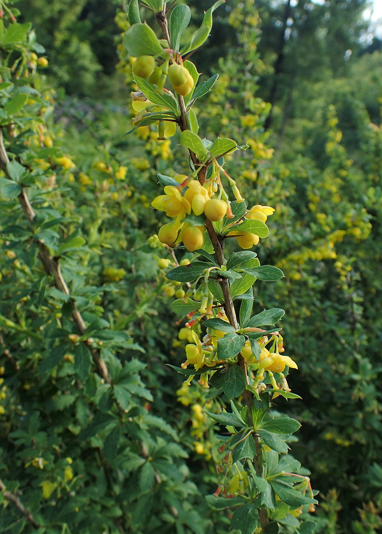 Berberis hamiltoniana: Berberis hamiltoniana in the Botanischer Garten, Berlin-Dahlem