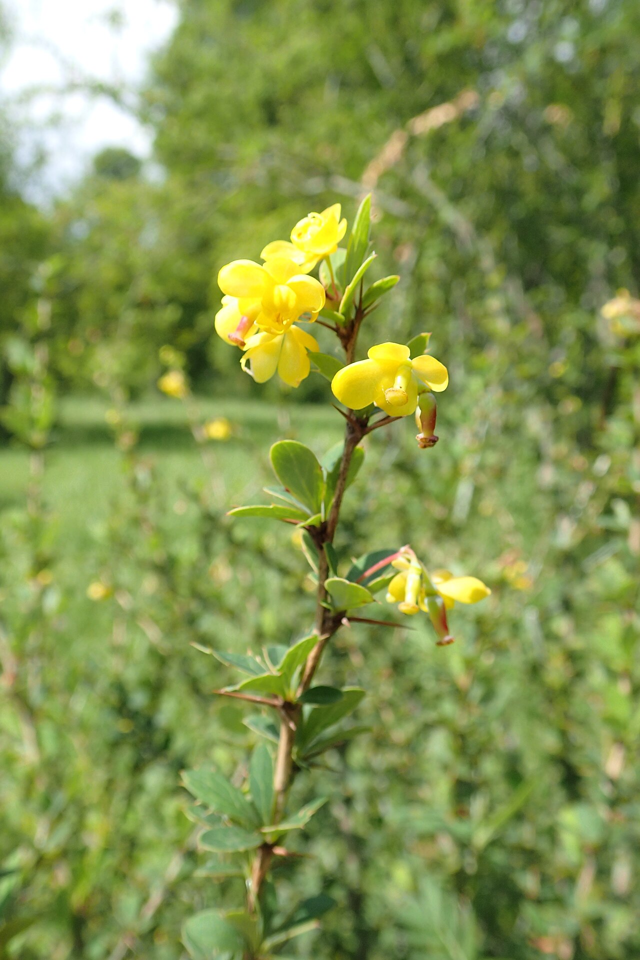 Berberis hamiltoniana: Berberis hamiltoniana in the Botanischer Garten, Berlin-Dahlem