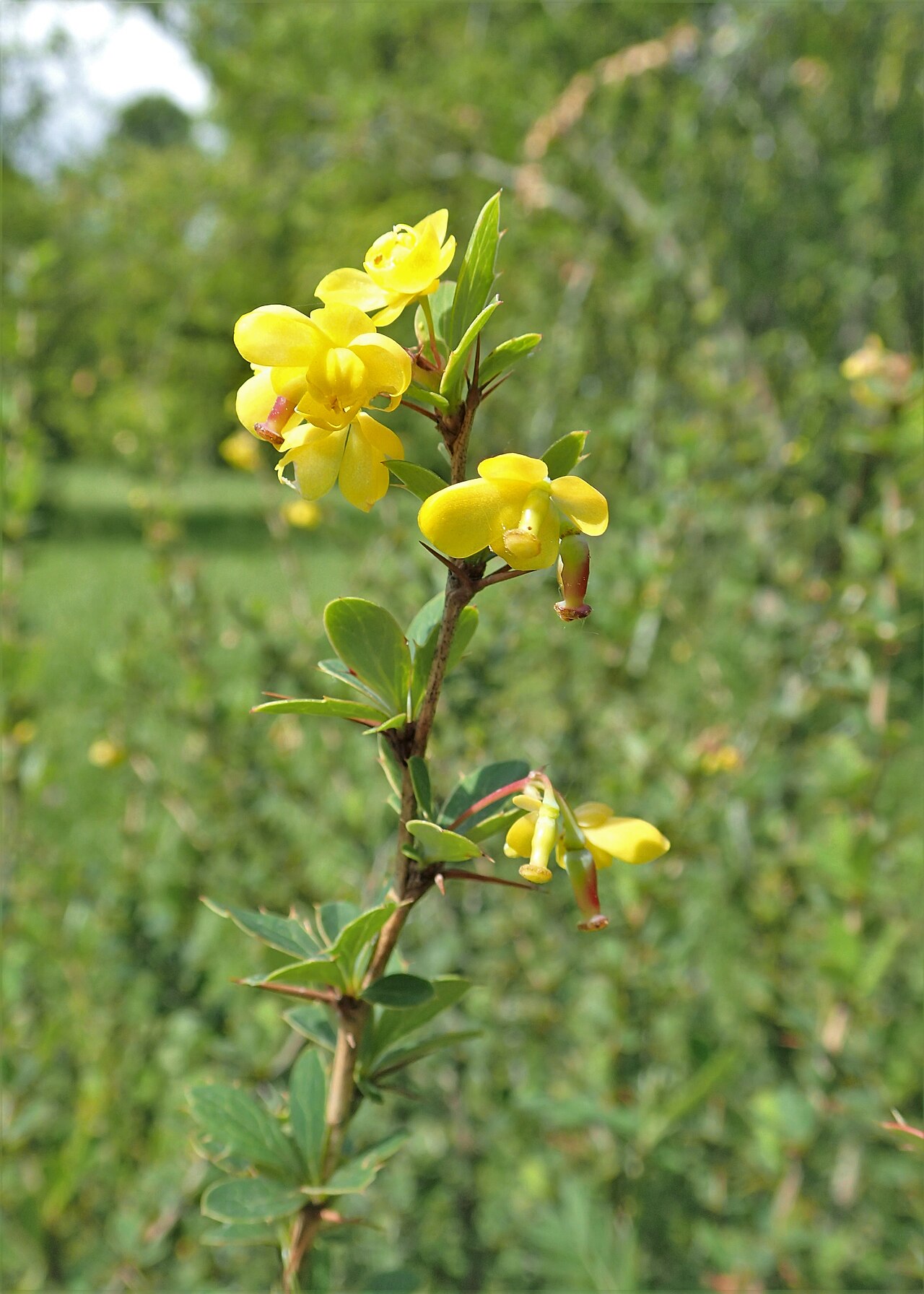 Berberis hamiltoniana: Berberis hamiltoniana in the Botanischer Garten, Berlin-Dahlem