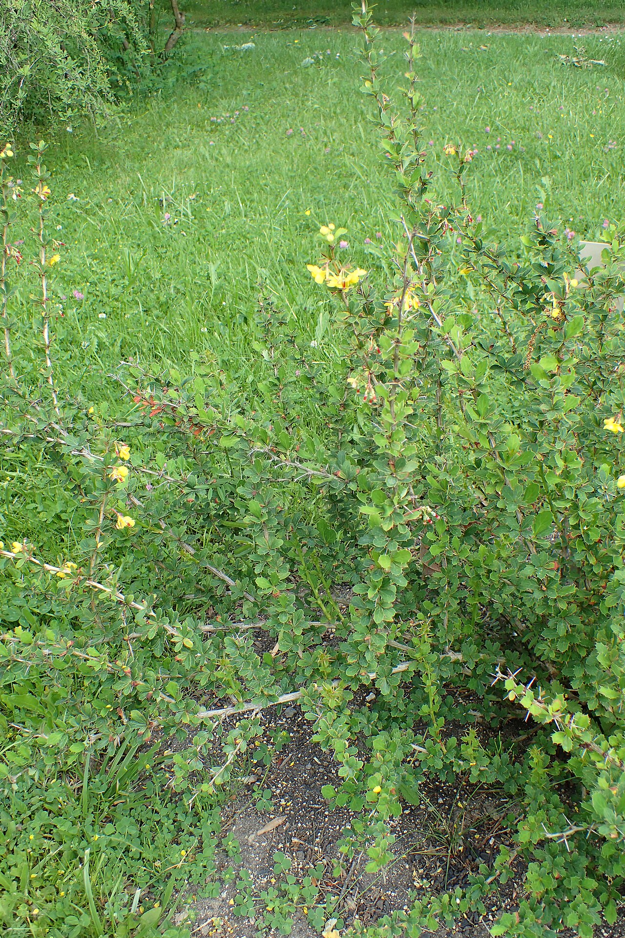 Berberis hamiltoniana: Berberis hamiltoniana in the Botanischer Garten, Berlin-Dahlem