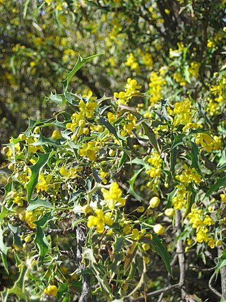 Harrison's barberry: Kofa Mountain Barberry