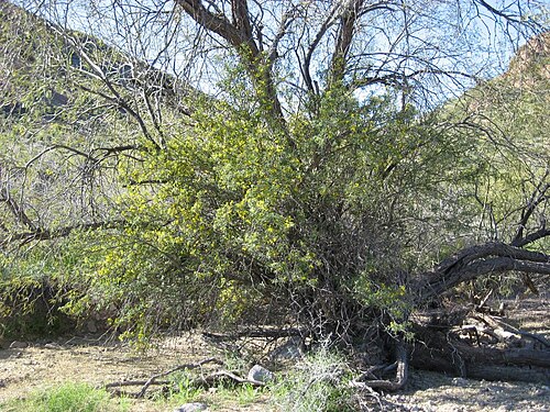 Harrison's barberry: Kofa Mountain Barberry