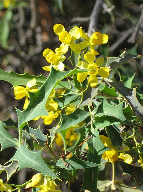 Harrison's barberry: Kofa Mountain Barberry