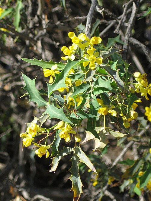 Harrison's barberry: Kofa Mountain Barberry