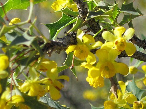 Harrison's barberry: Kofa Mountain Barberry